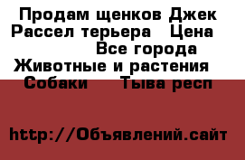 Продам щенков Джек Рассел терьера › Цена ­ 25 000 - Все города Животные и растения » Собаки   . Тыва респ.